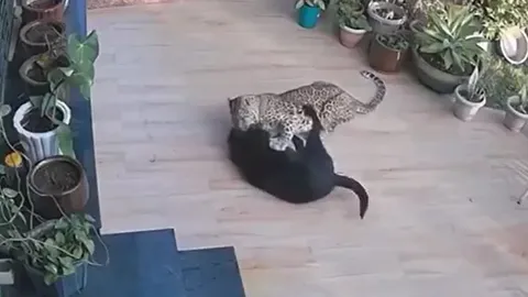 CLIP: Báo hoa mai lẻn vào nhà dân tấn công chó nhà và cái kết gây chú ý