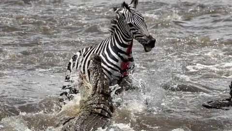 CLIP: Cá sấu ẩn mình dưới làn nước, tung cú đớp bất ngờ suýt đoạt mạng ngựa vằn