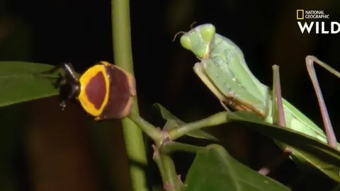 CLIP: Bọ ngựa mải săn mồi, bất ngờ trở thành con mồi của kẻ săn đỉnh cao