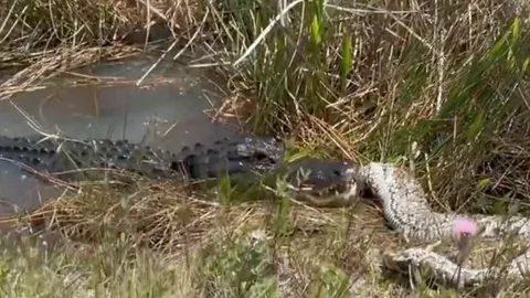 CLIP: Cá sấu mõm ngắn ‘xẻ thịt’ trăn khổng lồ