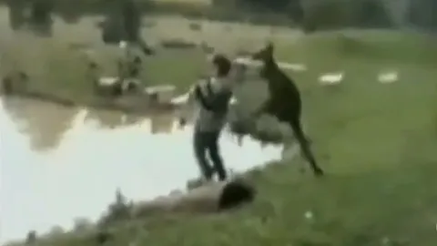 CLIP: Chuột túi Kangaroo chơi khăm, đá nam thanh niên ngã nhào xuống hồ