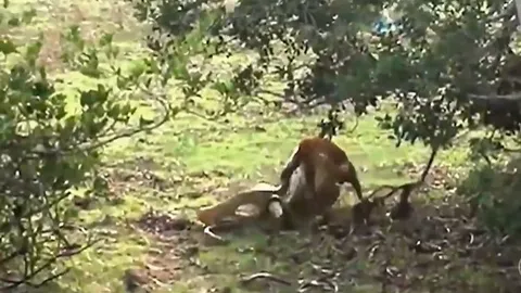 CLIP: Chó nhà đối đầu trăn khổng lồ, cuộc chiến kịch tính với màn lật ngược tình thế ngoạn mục