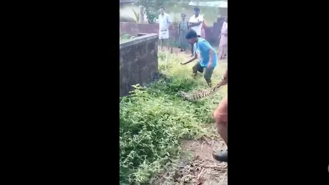 CLIP: Tay không bắt trăn, bé trai và người đàn ông hợp sức bắt trăn khổng lồ