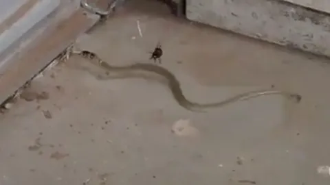 CLIP: Nhện độc giăng bẫy, hạ gục rắn bằng vũ khí đáng sợ