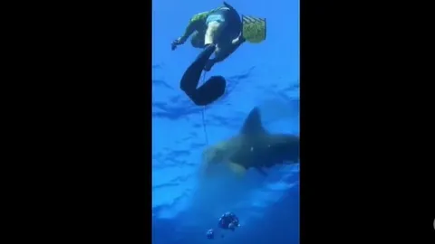 CLIP: Khoảnh khắc kinh hoàng, nhóm thợ lặn bị cá mập cướp mồi ngoài biển