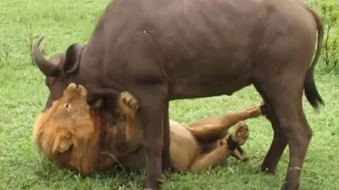 CLIP: Sư tử đực thể hiện uy quyền, dễ dàng hạ sát trâu rừng trưởng thành