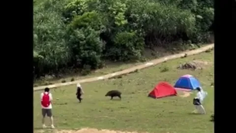 CLIP: Cuộc chạm trán hài hước và kinh hoàng, lợn rừng đuổi theo du khách để "cướp đồ"
