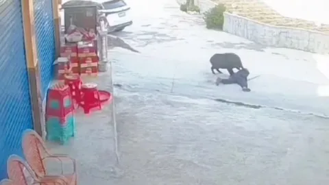 CLIP: Người đàn ông bị lợn rừng tấn công giữa đường, dân làng hợp sức giải cứu