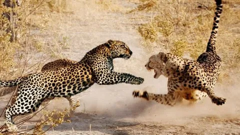 CLIP: Chị em báo hoa mai tương tàn để cạnh tranh lãnh thổ