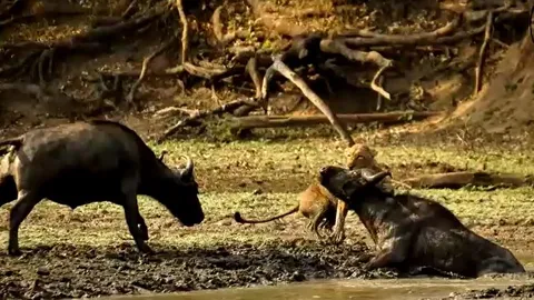 CLIP: Trâu rừng dũng cảm húc tung sư tử để giải cứu đồng loại và cái kết ít ai đoán được