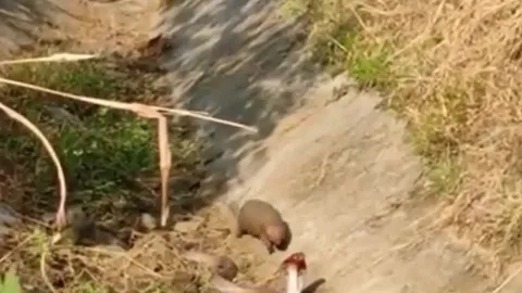 CLIP: Bị cầy mangut 'đánh úp' từ phía sau, rắn hổ mang chưa kịp phản ứng đã bị kẻ đi săn lôi đi xềnh xệch