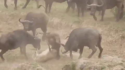 CLIP: Đi săn trâu rừng, sư tử bị con mồi hành cho nhừ tử