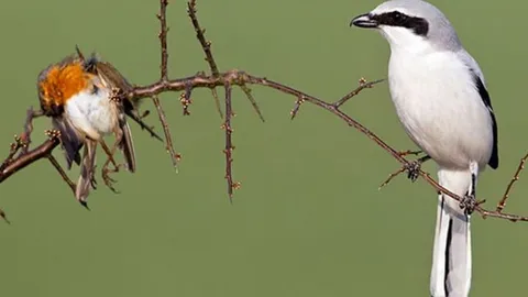 CLIP: Khám phá loài chim thích ‘xiên thịt’ trước khi ăn