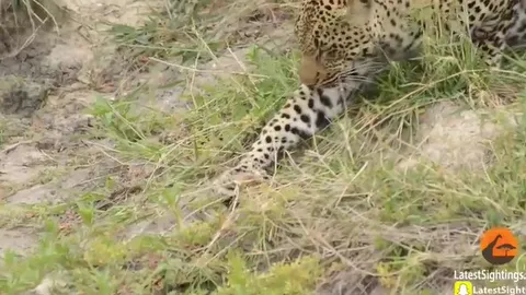 CLIP: Báo đốm bất ngờ thất bại khi để con chim non tuột khỏi móng vuốt