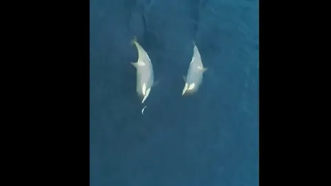 CLIP: Màn rượt đuổi giữa chim cánh cụt và đàn cá voi sát thủ, cái kết đầy kịch tính