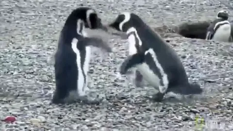 CLIP: Chuyện tình cay đắng của chim cánh cụt, cuộc chiến ghen tuông đẫm máu giữa ba kẻ tình địch