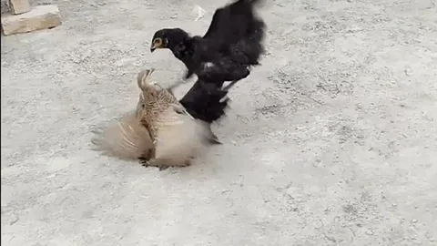 CLIP: Cuộc kịch chiến giữa gà trống choai và chim cút, cái kết đầy bất ngờ