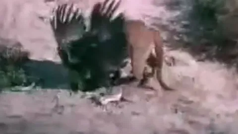 CLIP: Đi săn mồi 'nhầm' vào lãnh thổ của sư tử núi, đại bàng nhận cái kết bi thảm