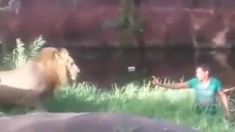 CLIP: Người đàn ông say rượu vào vườn thú 'cãi nhau' với sư tử rồi đón nhận cái kết không ai dám tin là sự thật