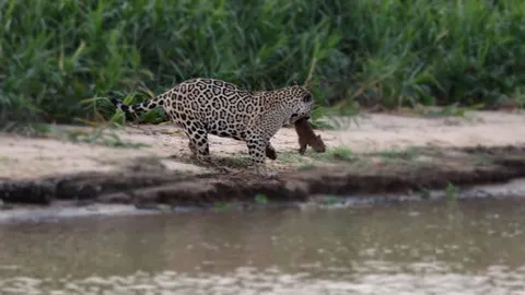 CLIP: Báo đốm hạ sát ‘sứ giả hòa bình’ trong thế giới động vật capybara