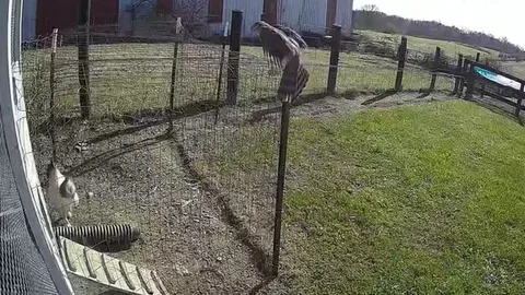 CLIP: Gà trống dũng cảm tung cước giải cứu gà mái khỏi diều hâu