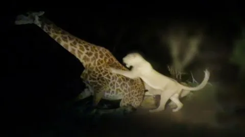 CLIP: Sư tử đoạt mạng hươu cao cổ trong đêm