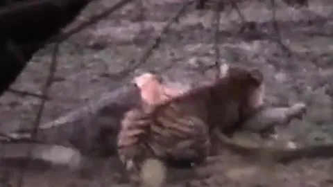 CLIP: 'Ớn lạnh' trước cảnh hổ cái trèo lên lưng, tung đòn chí mạng giết cá sấu 'khủng'