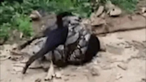 CLIP: Chó nhà bị trăn khủng siết chặt và màn giải cứu đầy gay cấn