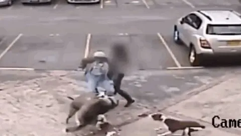 CLIP: Chó Husky bị chó Pitbull tấn công giữa đường phố và cái kết đầy kịch tính