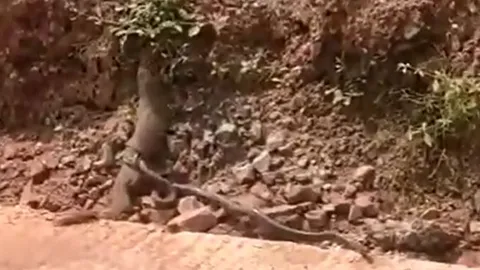 CLIP: Bị rắn tấn công, cầy mangut tích cực chống trả nhưng cái kết mới gây chú ý