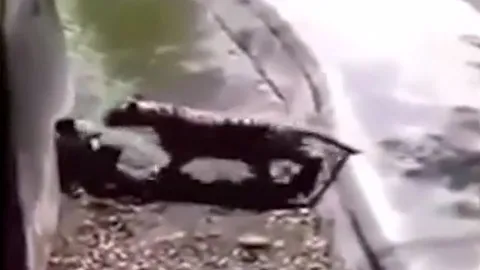 CLIP: Nửa đêm nhảy vào vườn thú trêu hổ, nam thanh niên nhận cái kết ai cũng đoán được