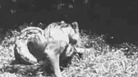 CLIP: Đi săn trăn 'khủng', hổ nhận cái kết đầy đau đớn