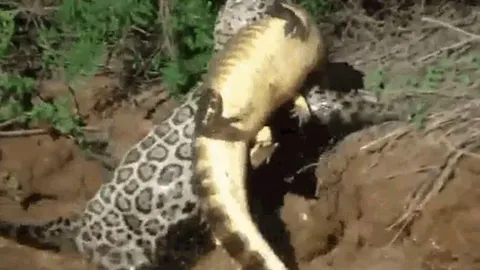 CLIP: Báo đốm phi thân xuống sông, tóm gọn cá sấu Caiman lôi lên bờ