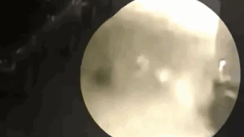 CLIP: Bị báo đốm bất ngờ tấn công, chó nhà rủ đồng bọn tới 'đánh hội đồng' nhưng cái kết mới gây chú ý 