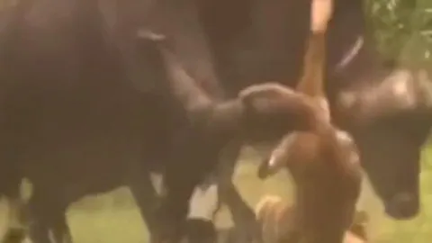 CLIP: Đi săn nghé con, sư tử bị trâu rừng truy sát dã man