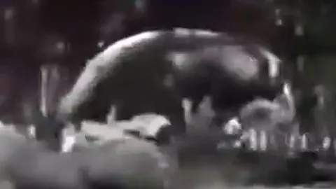 CLIP: Đang tử chiến gay cấn với bò, sư tử có hành động khiến người xem 'sốc' nặng