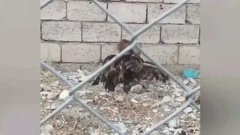 CLIP: Gà trống tung chiêu "vô ảnh cước" khiến diều hâu thảm bại