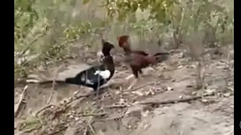 CLIP: Bất ngờ "lật ngược" thế cờ, gà trống khiến ngan phải bỏ chạy trong trận chiến căng thẳng