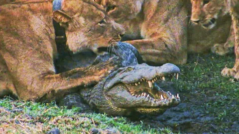 CLIP: Quân đoàn sư tử hợp sức hạ sát và ‘xẻ thịt’ cá sấu khổng lồ