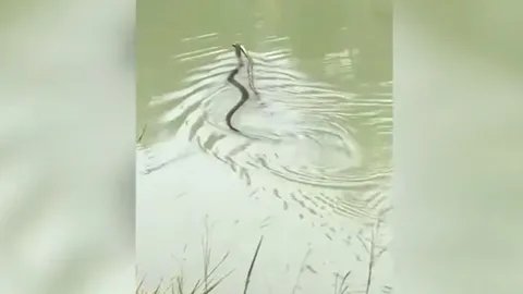 CLIP: Hổ mang chúa truy sát và nuốt chửng đồng loại