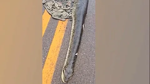 CLIP: Hãi hùng trước cảnh trăn Anaconda khổng lồ mang thai bị xe tải cán trên cao tốc, hàng chục con non rơi ra ngoài
