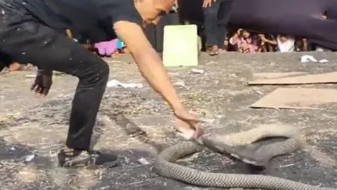 CLIP: Chọc tức hổ mang chúa, người đàn ông nhận cái kết đắng cho hành động liều lĩnh của mình