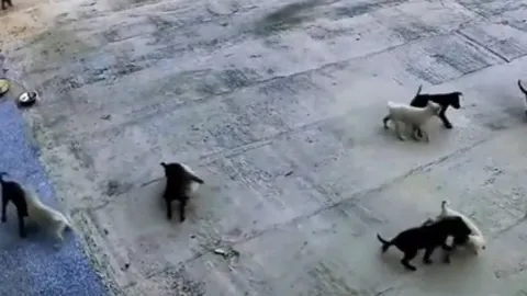 CLIP: "Cuộc đại chiến chưa từng có" giữa băng chó đen và chó trắng