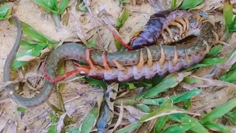 CLIP: Cuộc đối đầu kịch tính giữa rắn và rết, cái kết đầy bất ngờ