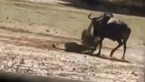 CLIP: Tóm gọn được linh dương đầu bò, sư tử vẫn phải đón nhận cái kết 'muối mặt'