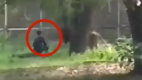 CLIP: Thanh niên chơi dại leo vào chuồng 'tâm sự' với sư tử rồi nhận cái kết không ai tin