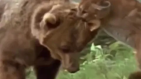 CLIP: Báo sư tử tử chiến với gấu xám Bắc Mỹ 'khổng lồ', thành công đánh đuổi kẻ thù để bảo vệ đàn con non
