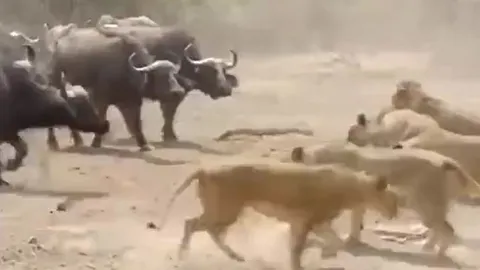 CLIP: Cuộc đối đầu căng thẳng chưa từng có giữa 500 con trâu và bầy sư tử