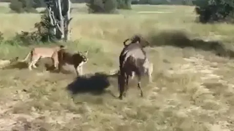 CLIP: Linh dương đầu bò một mình chống lại 8 con sư tử và cái kết khó tin