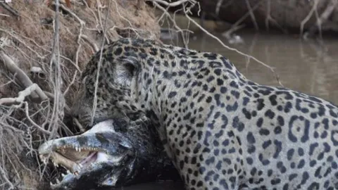 CLIP: Báo đốm lao mình xuống sông ‘thủy chiến’ kịch liệt với cá sấu Caiman